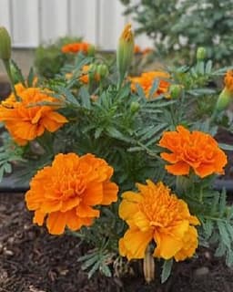 Marigold Counseling Services