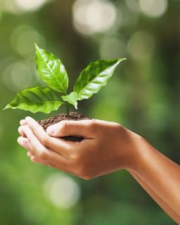 Bridge Consulting & Counseling Services