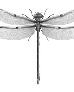 Peace of Mind Counseling, Inc.