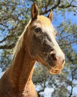 California Woodland Institute