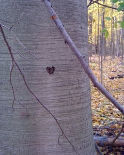 Thrive Therapeutic Services, LLC