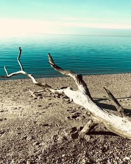 Dr. Effie Linardatos