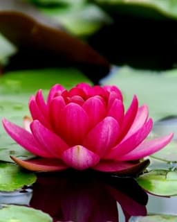 Laurie Potie Counseling Services