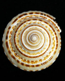 Hoʻokoa Counseling - Doug Halili