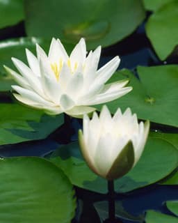 Counseling Services of Atlanta