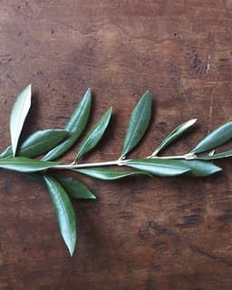 Olive Branch Counseling Associates, Inc.