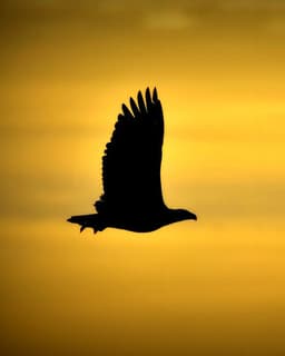 Eagle Consulting/Counseling Division