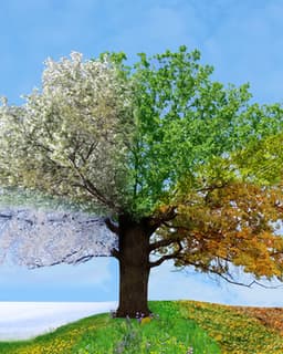 Quantum Counseling Inc.