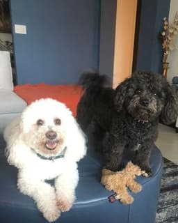 Lia T Cooper, Psychotherapist