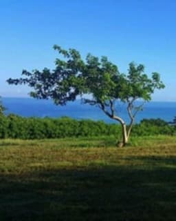 Eunice Malavé de León Bilingual