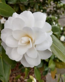 Siena Counseling, LLC