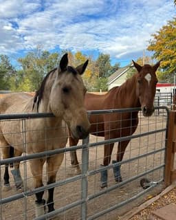Finding Hiawatha Animal Assisted Therapy
