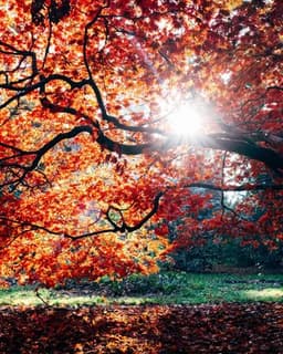 Giving Tree Psychotherapy, LLC