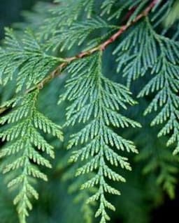 Cedar Branch Counseling Group, PLLC