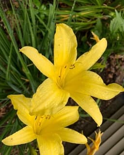 Sarah Elizabeth McDonald