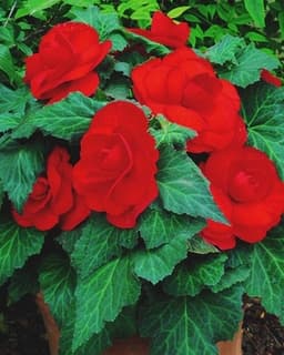 Scarlett Begonias, LLC