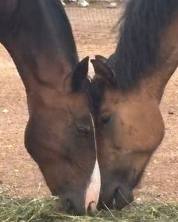 Equine Therapeutic Connections