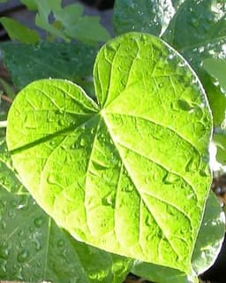 Center for Creative Studies, LLC