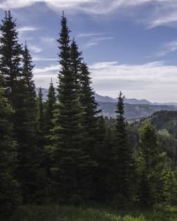 The Pines Counseling, LLC