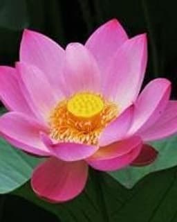 Therapeutic Solutions of Cheshire, LLP